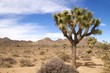 Fully grown joshua tree, Joshua Tree National Park