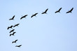 Kranichflug Kranichflug