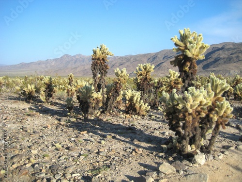 Photo: Cholla Cactus Garden, Joshua Tree National Park Cholla Cactus Garden, Joshua Tree National Park