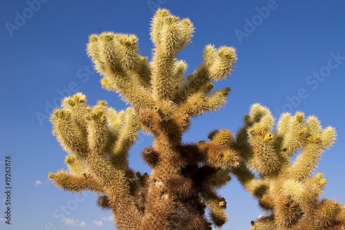 Photo: Close-up of a jumping cholla, Joshua Tree National Park Close-up of a jumping cholla, Joshua Tree National Park