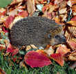Igel_115640