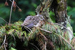 Auerhahn Jungvogel