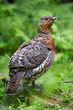 Auerhuhn Auerhuhn