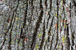 Bark