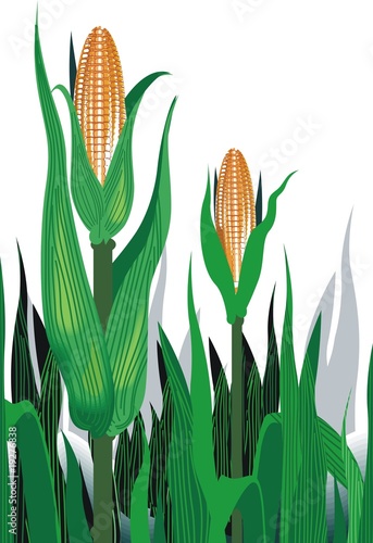 Illustration: illustration of maize plant illustration of maize plant
