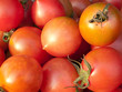 Organic red Tomato