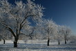 frozen cherry-trees