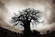 Baobab Tree