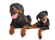 rottweiler et son chiot rottweiler et son chiot