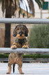 Bassotto affacciato al balcone