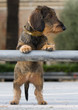 Cagnolino