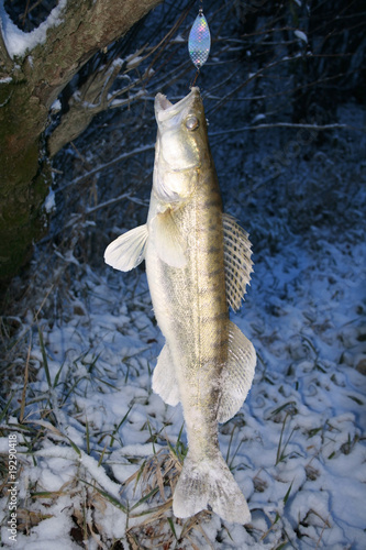 Photo: zander zander