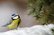 Mésange bleue dans la neige Mésange bleue dans la neige
