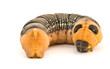 Caterpiller Closeup