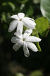 Jasmine Blooms Jasmine Blooms