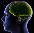 brain