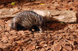 Echidna