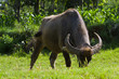 water buffalo grazing in field