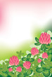 Clover background