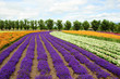 flower field in Hokkaido in Japan flower field in Hokkaido in Japan