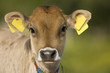 Foto: Curious calf, Turkey-Black Sea district Curious calf, Turkey-Black Sea district