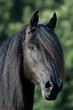 Foto: Friese Friese