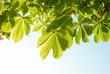 Green chestnut leaves