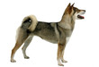 Shikoku / shika inu entier de profil en studio