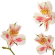 Alsrtoemeria