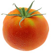 tomate ronde mûre fond blanc tomate ronde mûre fond blanc