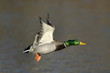 Mallard Duck In Flight