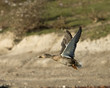 Mallard Duck In Flight