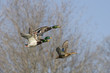Mallards In Flight
