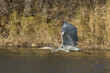 Great Blue Heron In Flight