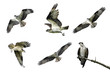 Isolated Osprey In Flight