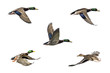 Mallards In Flight