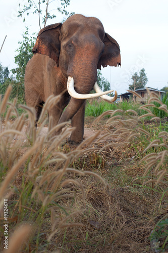 Photo: Asian Male Elephant Asian Male Elephant