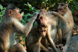Grooming Macaque Monkeys