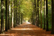 Allee