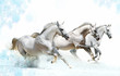 winter horses winter horses