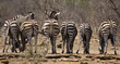 Foto: Zebras Zebras