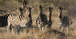Foto: Zebras Zebras