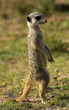 Foto: Wächter Wächter
