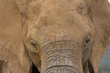 Foto: Elefant Elefant