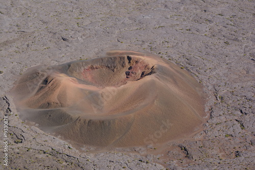 formica leo