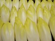 Endive nantaise Endive nantaise
