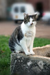 chat
