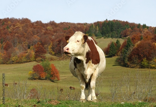 Photo: vache seule vache seule
