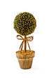 Petit sapin de Noël