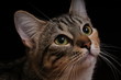 Regard d'un chat